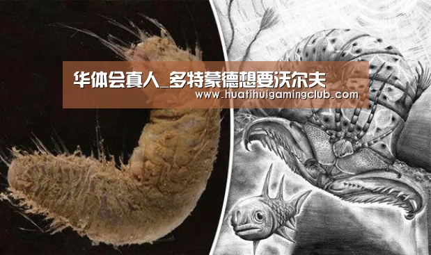 华体会真人_多特蒙德想要沃尔夫(图2) 华体会下载